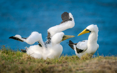 Masked Booby and Chick