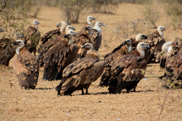 The griffon vulture (Gyps fulvus) 