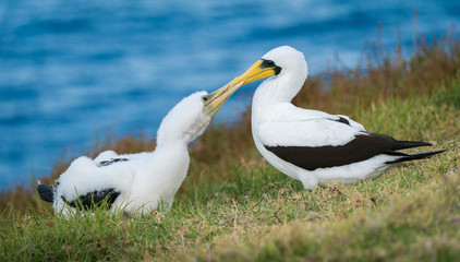 Masked Booby and Chick