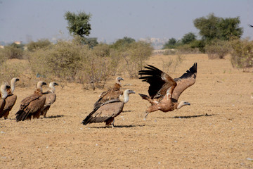 The griffon vulture (Gyps fulvus) 