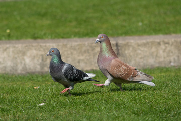 Pigeon race