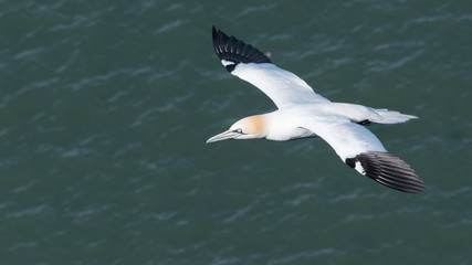 Amazing Grace - Gannet - Morus bassanus