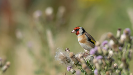 Curiosity or Alertness? - Goldfinch - Carduelis carduelis