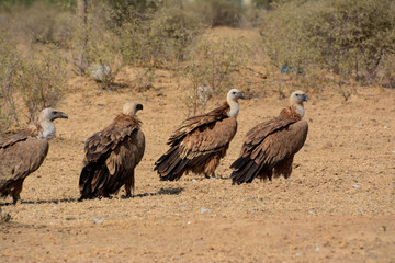 The griffon vulture (Gyps fulvus) 