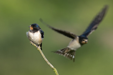 Juvenile Swallows - Hirundo rustica