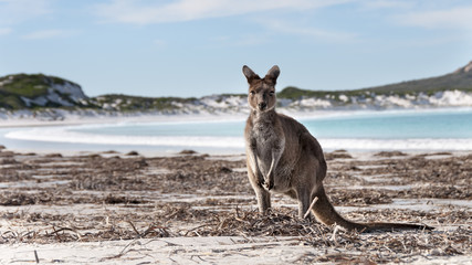 kangaroo australia 