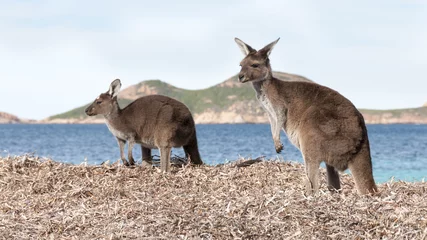 Photo sur Plexiglas Kangourou kangourou Australie