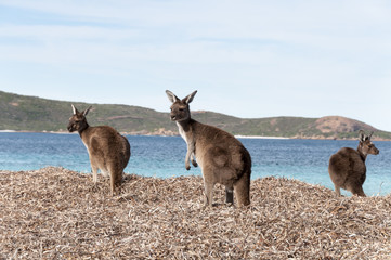 kangaroo australia 