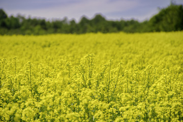 Obraz premium Blooming yellow rapeseed field during the summer in Collingwood, Ontario