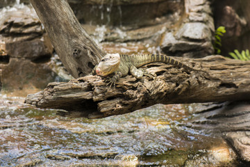 Water Dragon outside during the day.