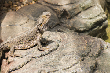 Water Dragon outside during the day.