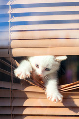kitten small white fluffy cute climbing in the blinds on the window looking at the street bored