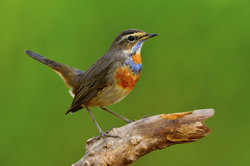 Fascinated brown bird with bright orange and blue feathers on its chest perching on dried log over green blur background show tail wagging, Bluethroat (Luscinia svecica)