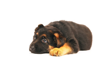 Cute German Shepherd puppy lying down indoors on a white background