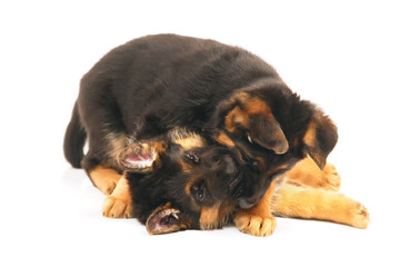 Obraz premium Two German Shepherd puppies playing with each other indoors on a white background