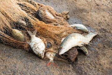 Many fish in netting on soil.