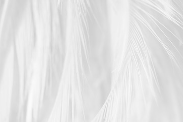 white feather texture background 