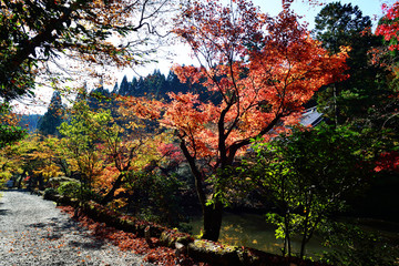 Fototapeta premium 清川の紅葉