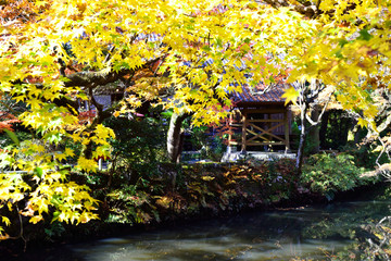 Naklejka premium 清川の紅葉