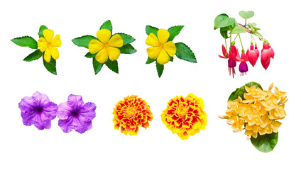 Obraz premium collection Multi color flowers isolated on white background
