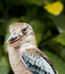 Kookaburra close up.