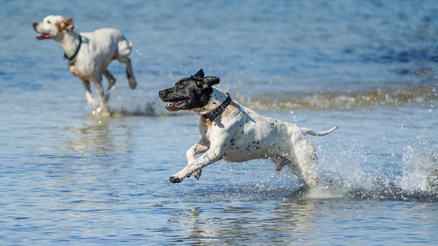 Pointer Dogs
