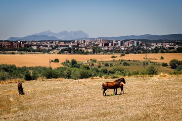 Caballos pastando en el campo | Horses grazing in the field
