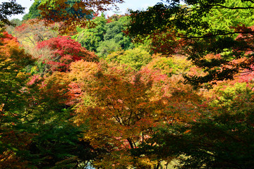 用作公園の紅葉