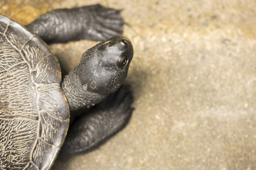 Close up of a turtle.