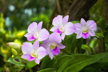 Beautiful orchid bloom in garden