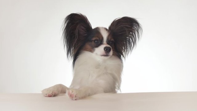 Beautiful young male dog Continental Toy Spaniel Papillon looks around close-up on white background stock footage video