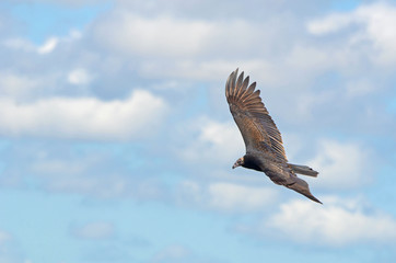 Circling Vulture