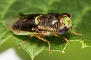 gadflies
