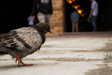 Obraz premium walking bird