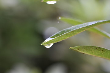 しずく　滴　水滴　植物　葉と水滴