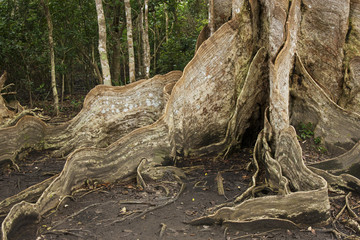 Obraz premium サキシマスオウ サキシマスオウの木 根っこ