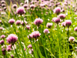 Chive flowers blooming on a field