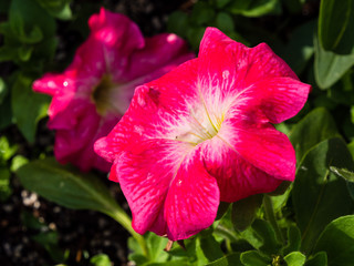 Pink petunia flowers