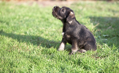 Mittelschnauzer puppy on green grass