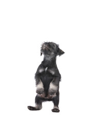 Mittelschnauzer puppy  isolated on white background stands on hind legs