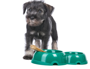 Mittelschnauzer puppy  isolated on white background dog near bowl with bone