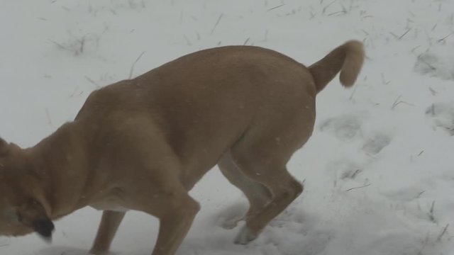 Little dog playing in snow on cold Minnesota day