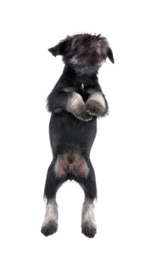 Mittelschnauzer puppy jumping  isolated on white background