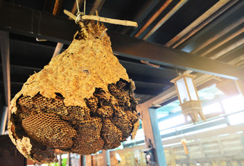 Big Honeybee in the thai house