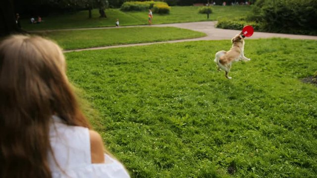 A long-haired girl playing frisbee with her beautiful labrador dog in the park. Outdoors