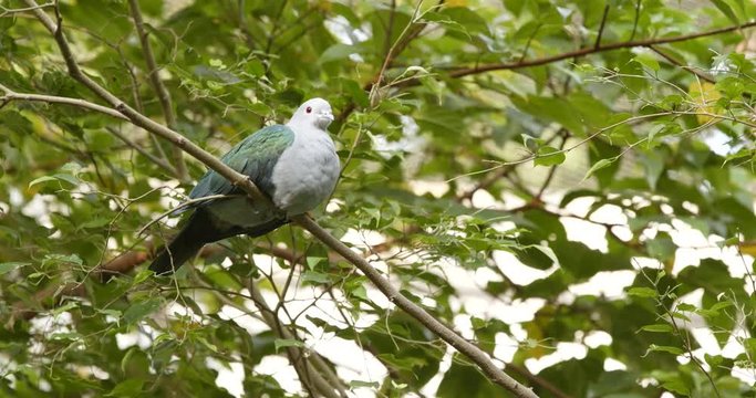 Grey bird with green wing on tree bark