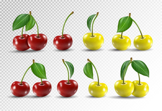 Cherry Realistic Fruit Vector Icons Set. Vector Illustration On Transparent Background