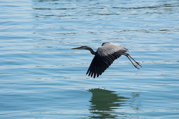 Heron flying