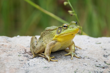 Frog sitting