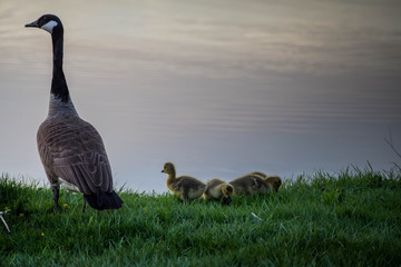 Baby geese